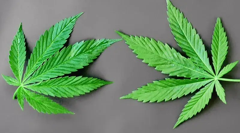 Difference Between THC and CBD: Everything You Need to Know
